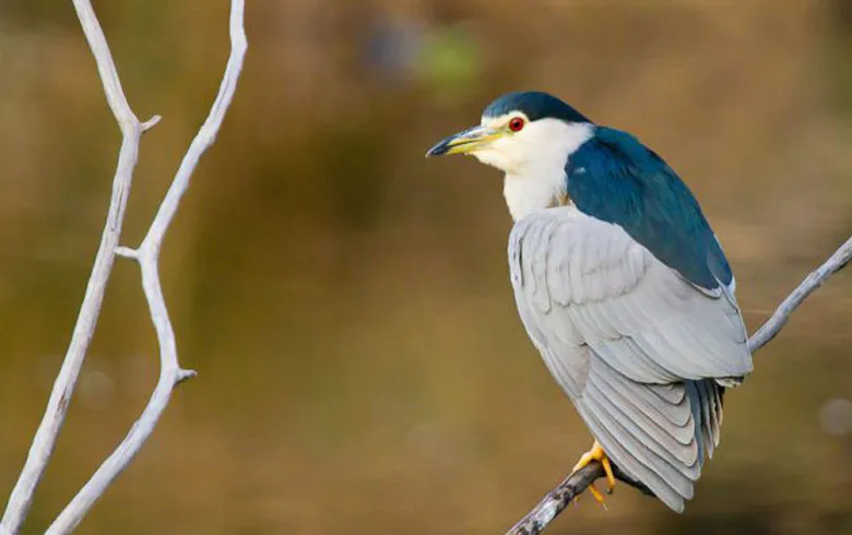Night heron perched on a white branch, blue-grey and white plumage, white head with dark blue cap and red eye, photographed at the Teich Ornithological Reserve near Bordeaux