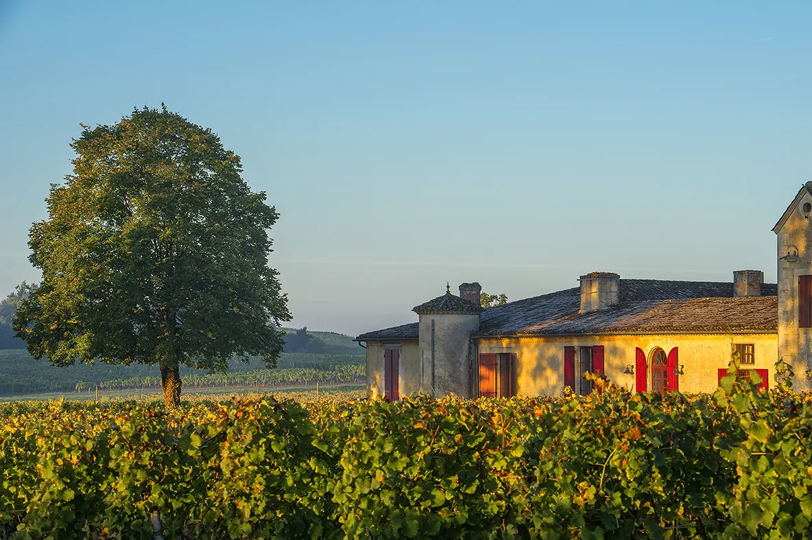 Château Sigalas Rabaud in Bordeaux, a yellow stone building with red shutters surrounded by vineyards under a clear blue sky with a large tree nearby.