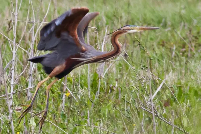 A purple heron in flight with wings spread over tall grass in a natural wetland habitat near Bordeaux.