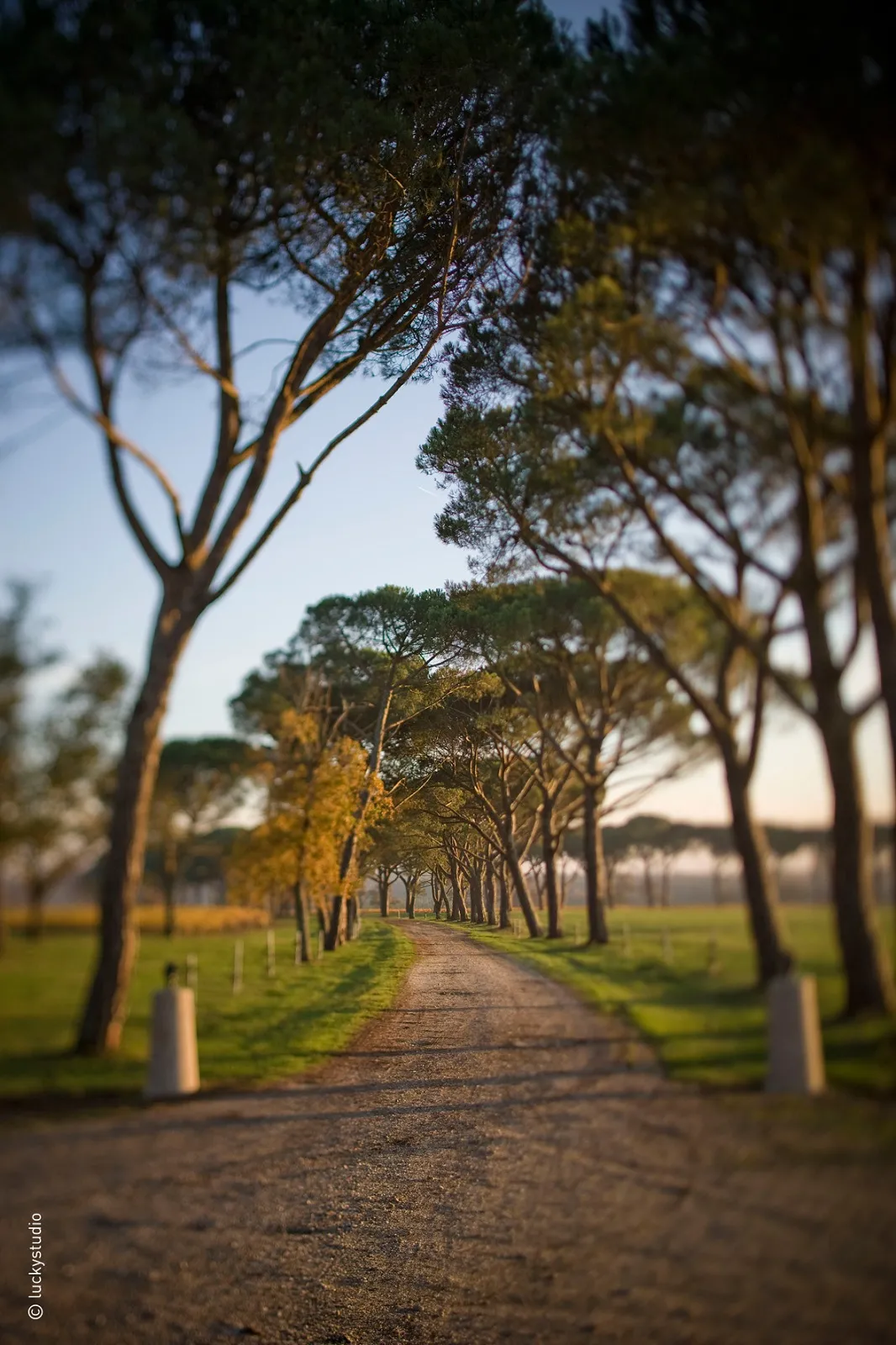 Tree-lined avenue forming a natural canopy leading towards a château, with green lawns on either side and clear sky in the background