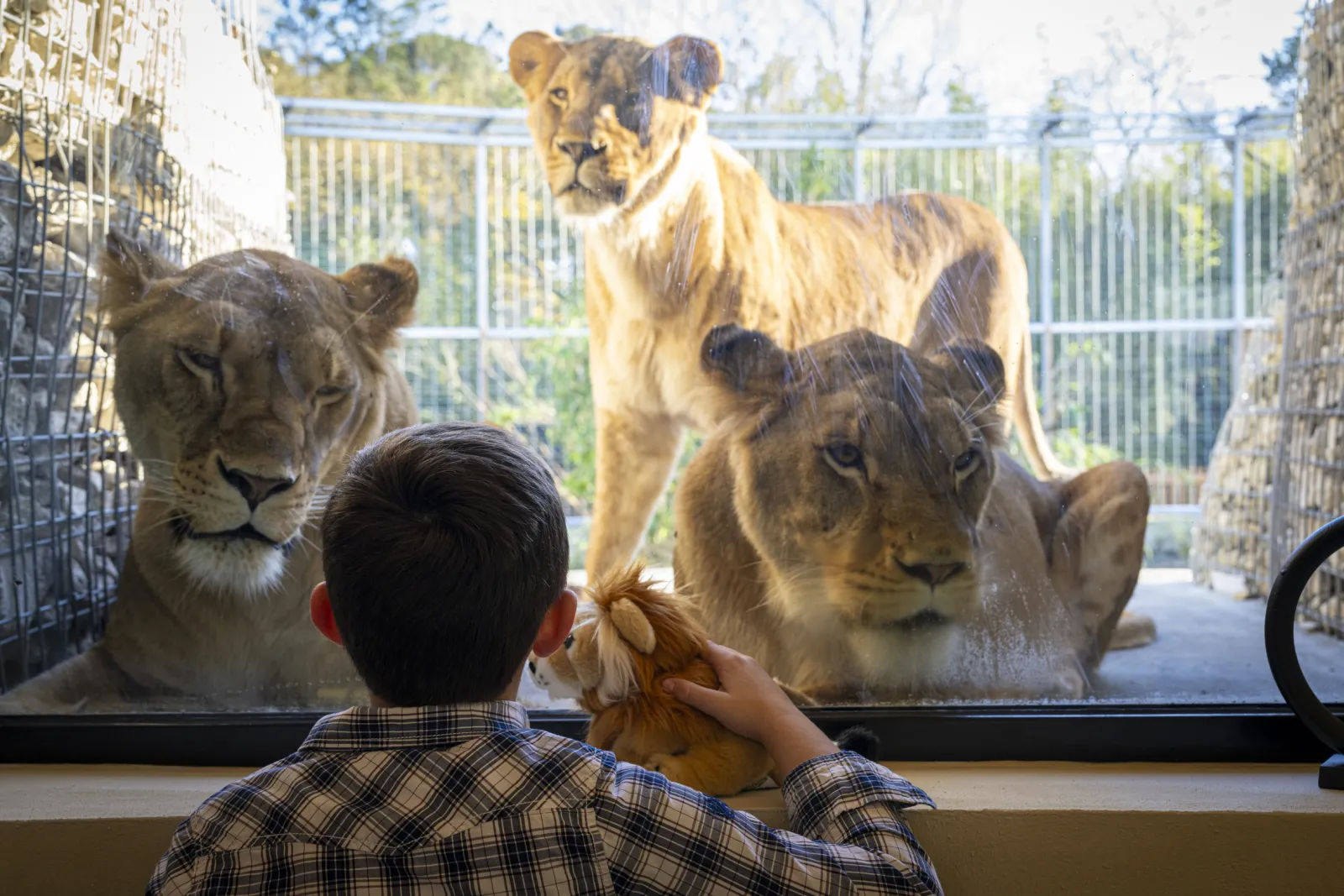 A child watches three lionesses through a zoo glass enclosure while holding a lion toy