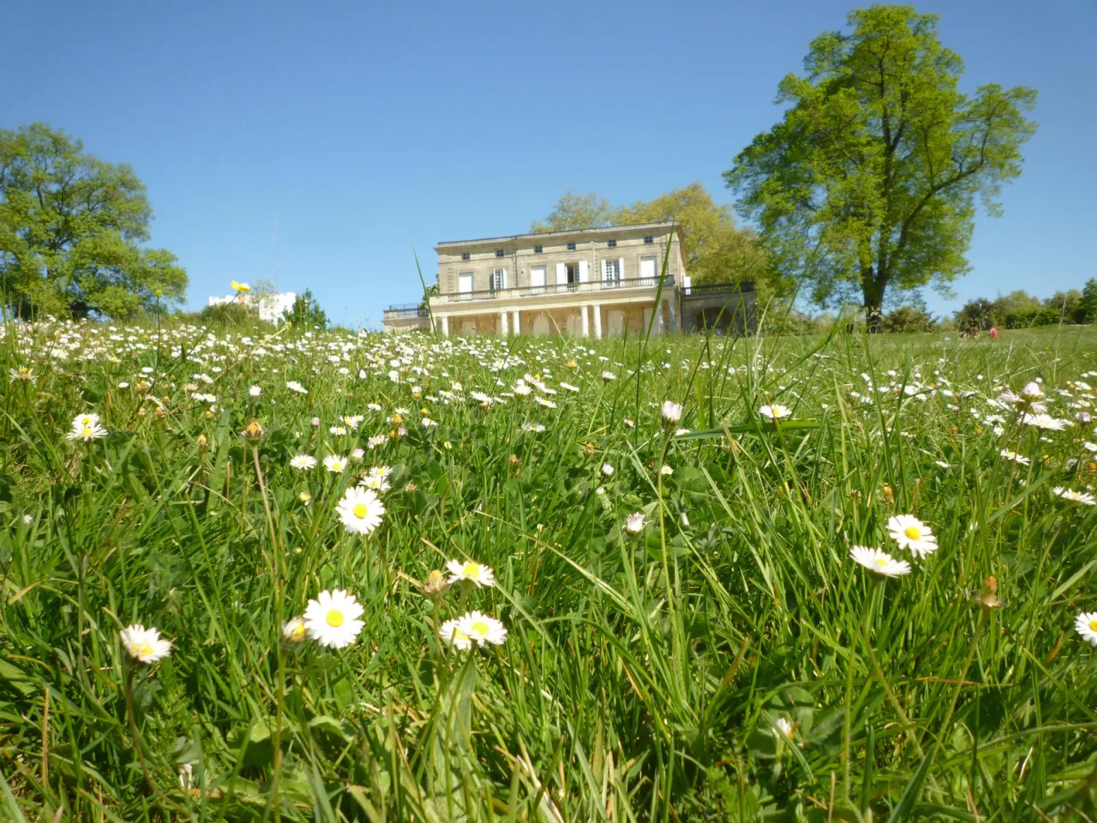 Château Palmer in Bordeaux surrounded by a blooming meadow of white daisies, with green trees on both sides and a clear blue sky