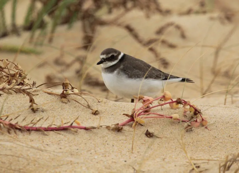 A small gray and white bird with black head markings, standing on sandy ground among red coastal plants at the Teich Ornithological Reserve.