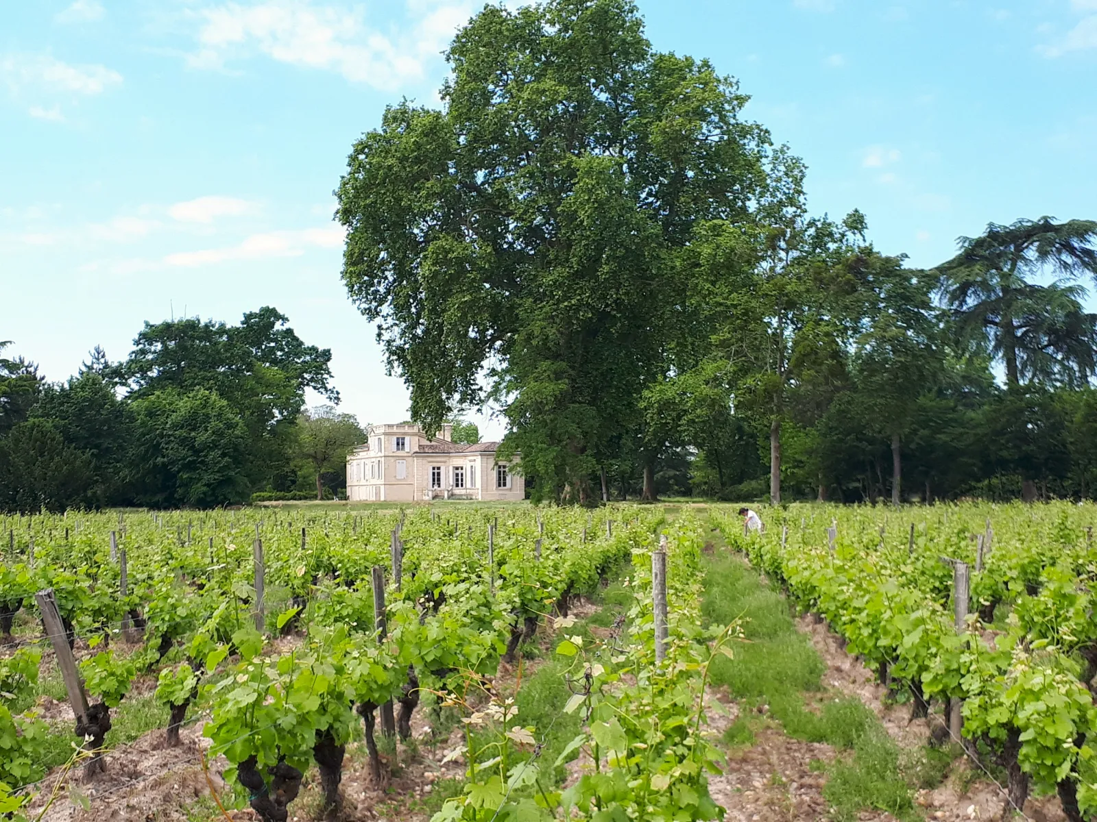 Bordeaux vineyard with Château du Mayne La Merci in the background, surrounded by rows of vines and large trees under a blue sky.