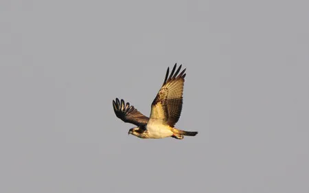 A bird of prey in flight with spread wings and brown and golden plumage against a grey sky.