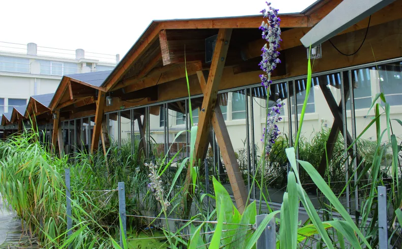 Exterior view of the Les Bains municipal swimming pool in Bordeaux featuring wooden structures, purple and green aquatic plants, and modern buildings in the background.