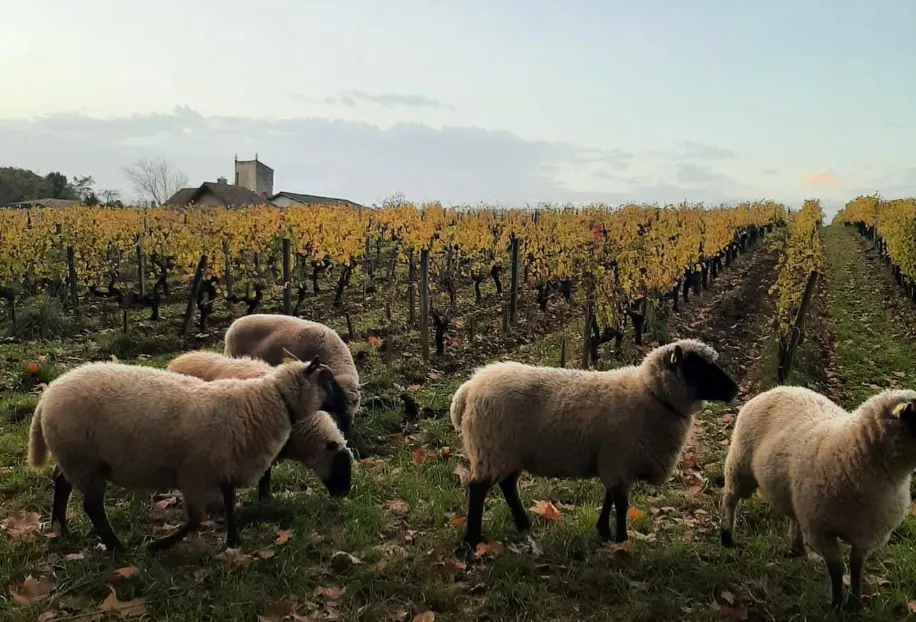 Flock of sheep grazing in the vineyard of Château Bardins near Bordeaux, with the castle visible in the background and golden autumn grapevines.