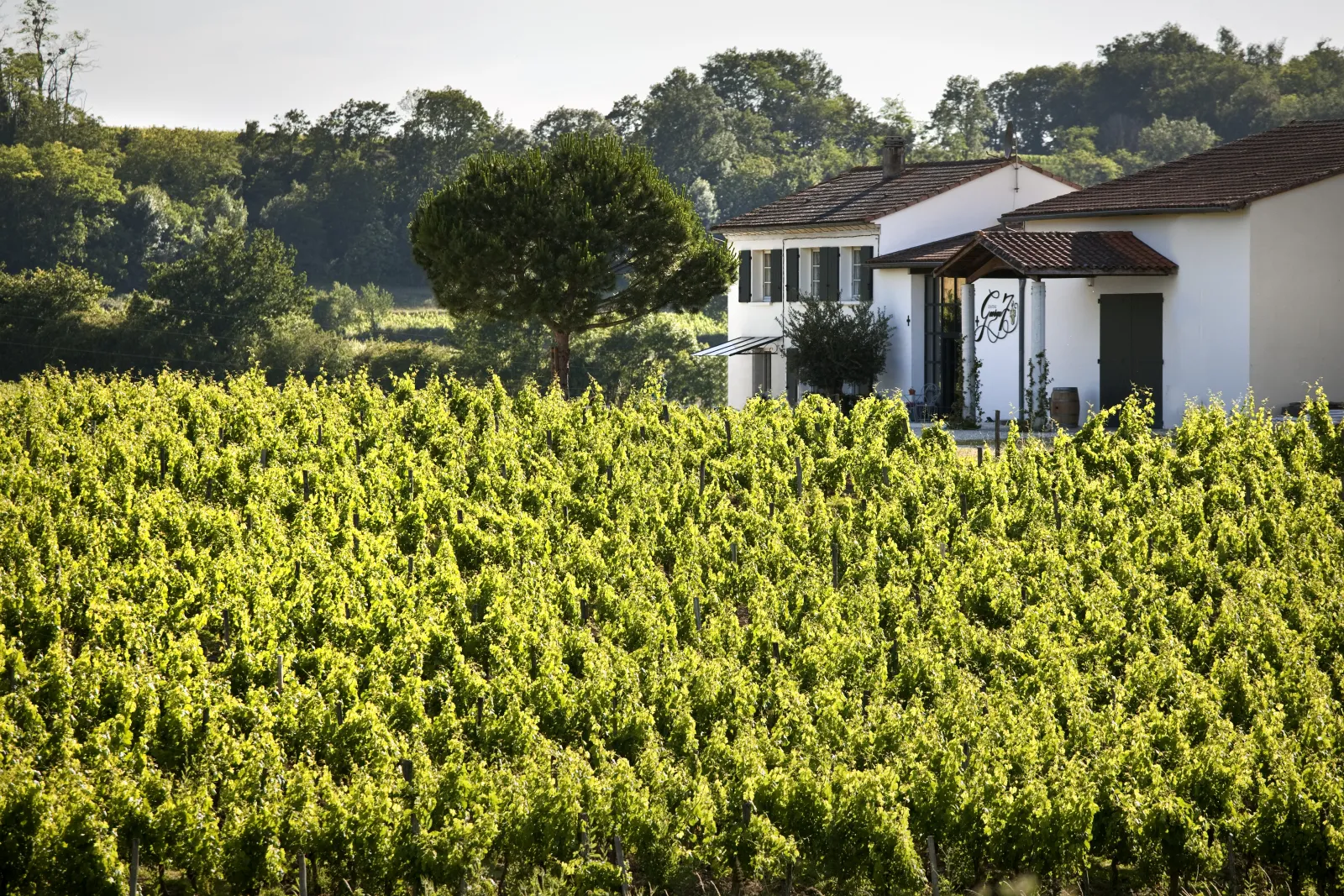 Château George 7 in Bordeaux with lush vineyards in the foreground, white building with brown tile roof surrounded by green vine rows