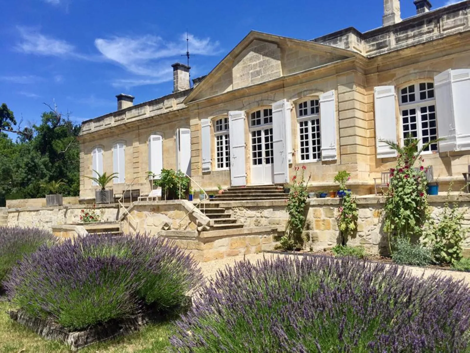 Front facade of Château Sainte Barbe in Bordeaux featuring white doors and windows, surrounded by blooming lavender plants under clear blue sky.