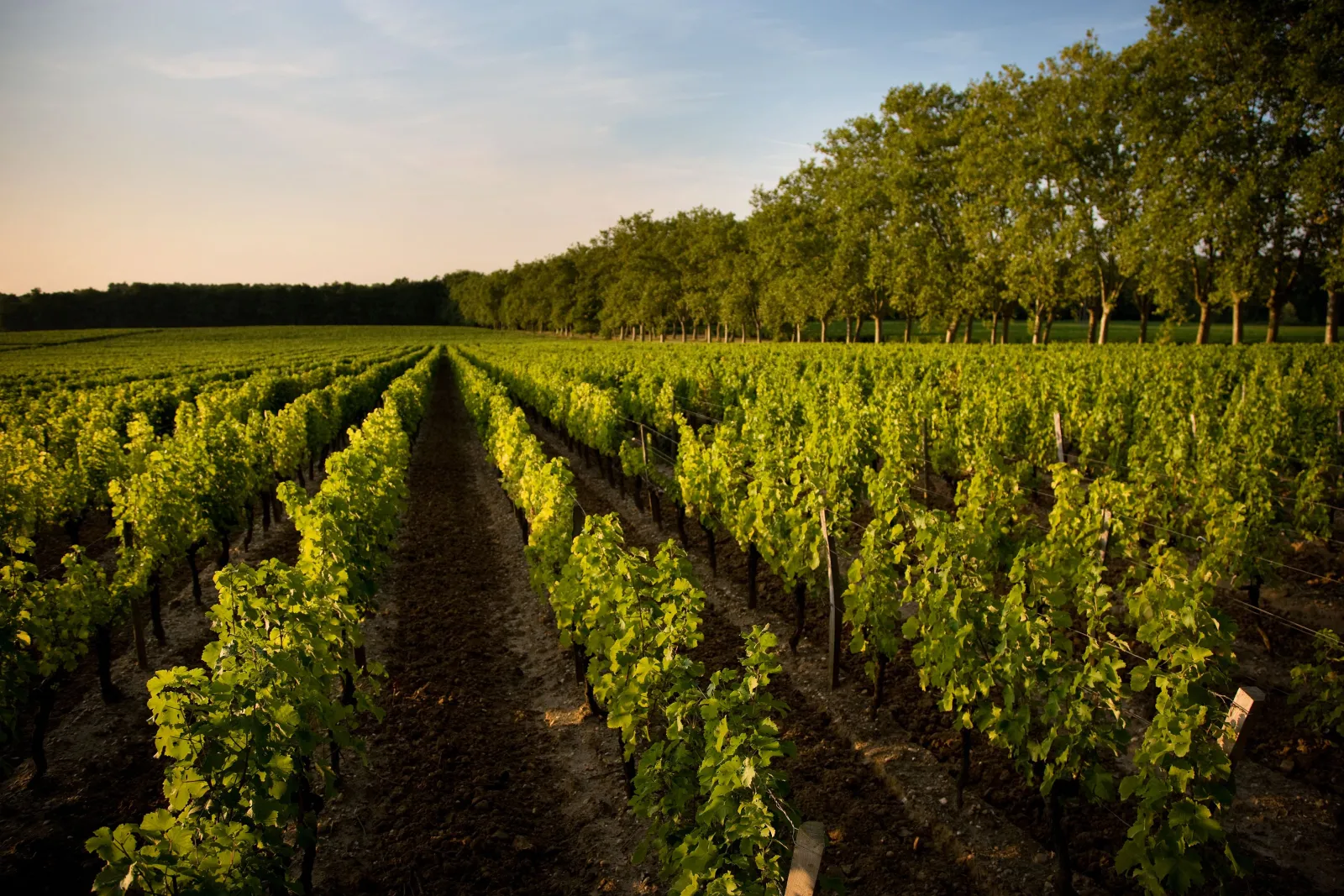 Château Carbonnieux vineyard in Bordeaux featuring lush green vine rows stretching to the horizon, lined with trees under clear sky
