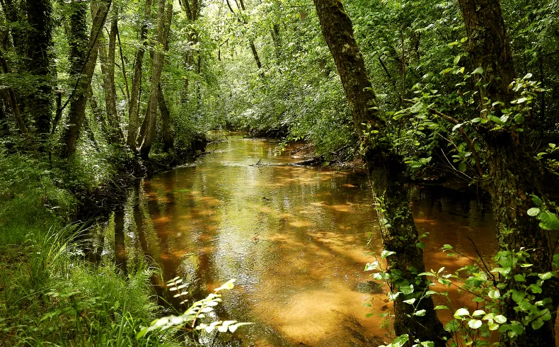 A golden-hued stream winds through a dense, lush forest surrounded by tall trees and rich vegetation at the Moulin Bidon site in Bordeaux.