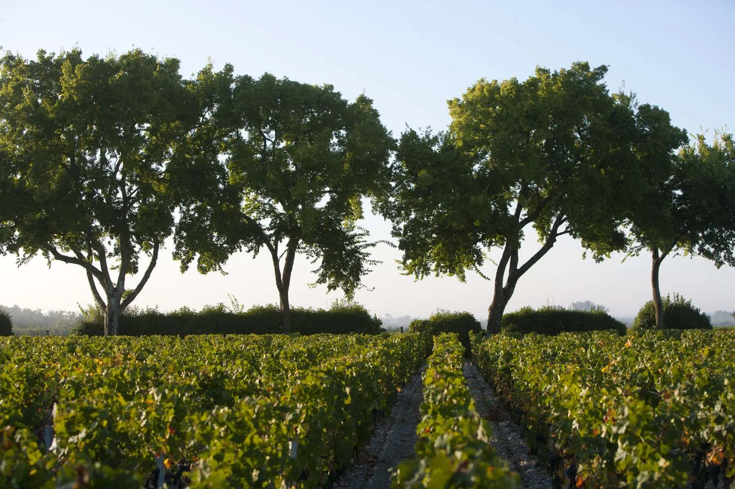 Bordeaux vineyard with rows of grapevines in the foreground and majestic trees in the background under clear sky