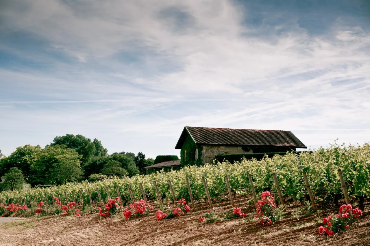 Malartic-Lagravière vineyard in Bordeaux with grapevine rows, red roses in the foreground and a stone building with gray tiles in the background under a cloudy sky.