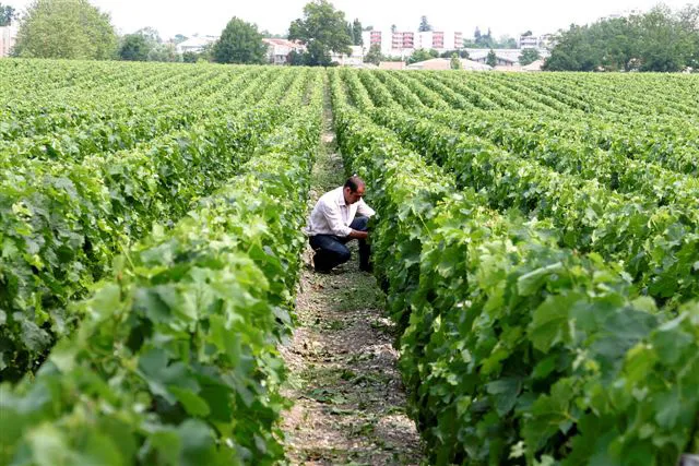 A vintner inspecting grapevines in a Bordeaux vineyard at Château Luchey-Halde, with rows of vines stretching to the horizon and the city skyline in the background.