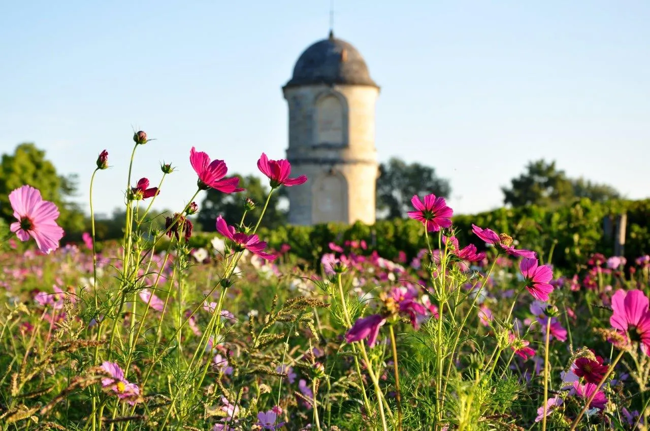 Pink and magenta cosmos flowers in bloom with Château de Portets visible in the background near Bordeaux