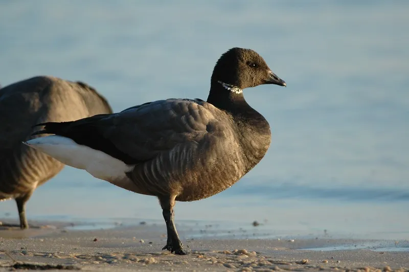 Wild ducks on the beach at Certes-Graveyron near Bordeaux, with water and sky in the background