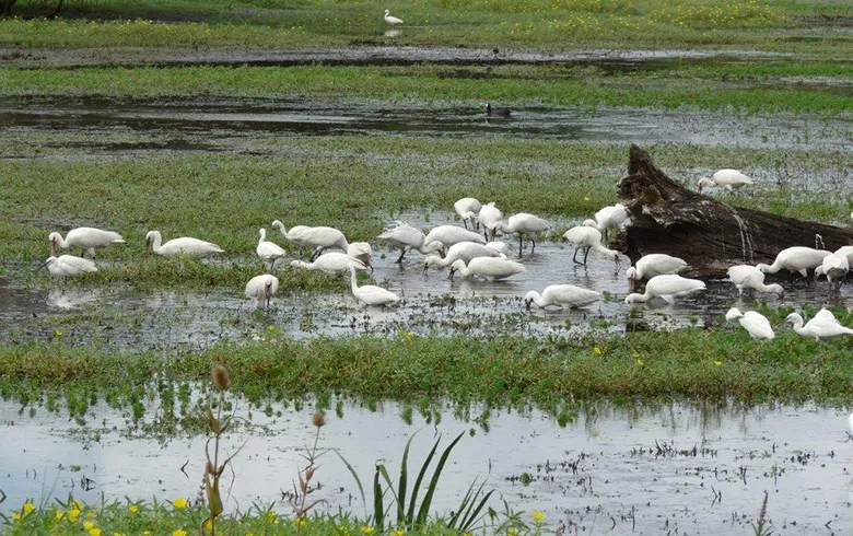 Flock of white storks resting in shallow wetlands of the Marais de Bruges National Nature Reserve near Bordeaux, surrounded by aquatic vegetation and a fallen log.