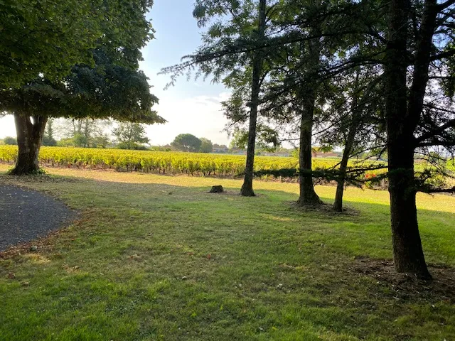 Tree-lined park with green lawn and yellow vineyards in the background, Château d'Osmond near Bordeaux