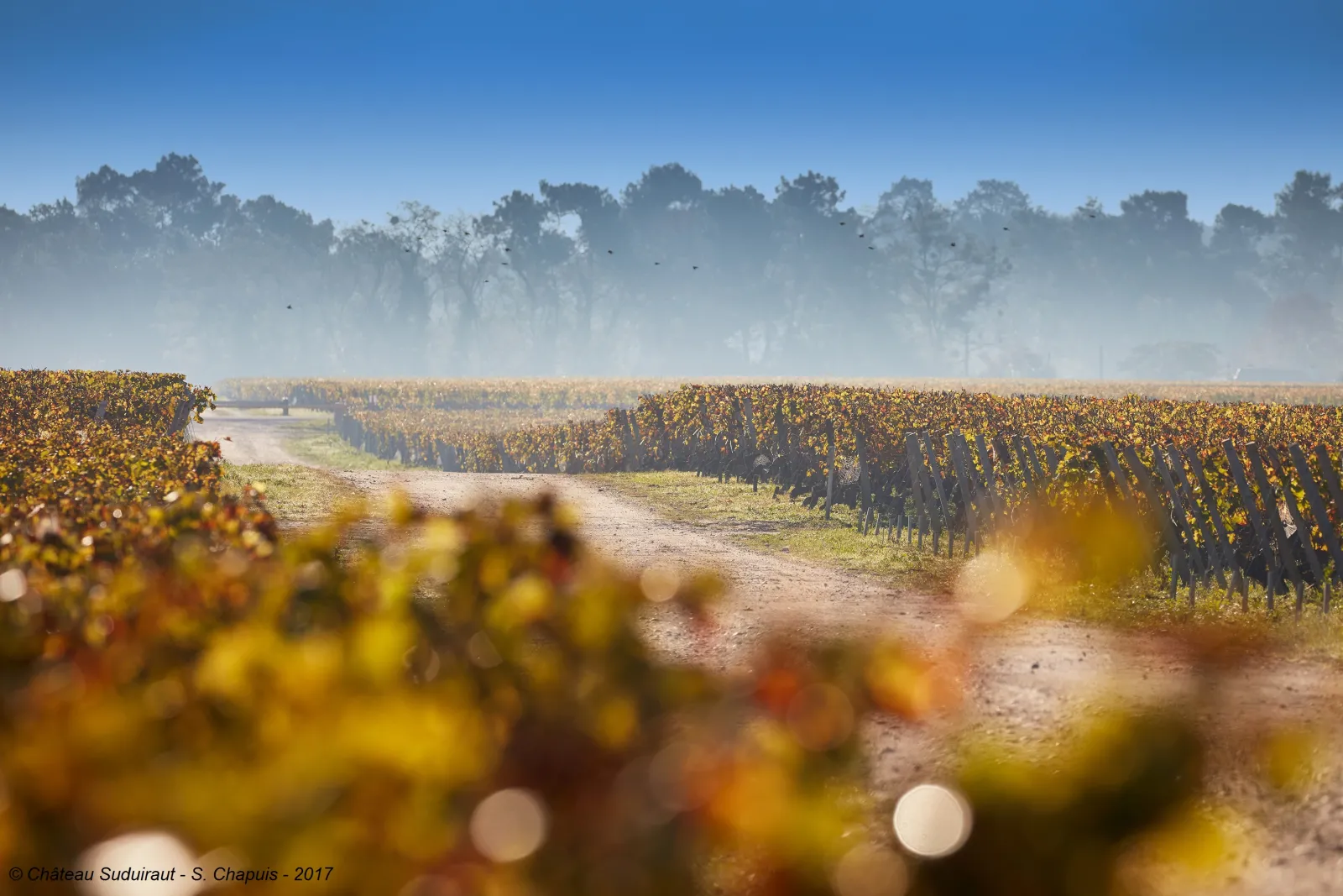 Panoramic view of Château Suduiraut vineyards near Bordeaux, featuring rows of autumn grapevines, a dirt path, and a misty forest in the distance.