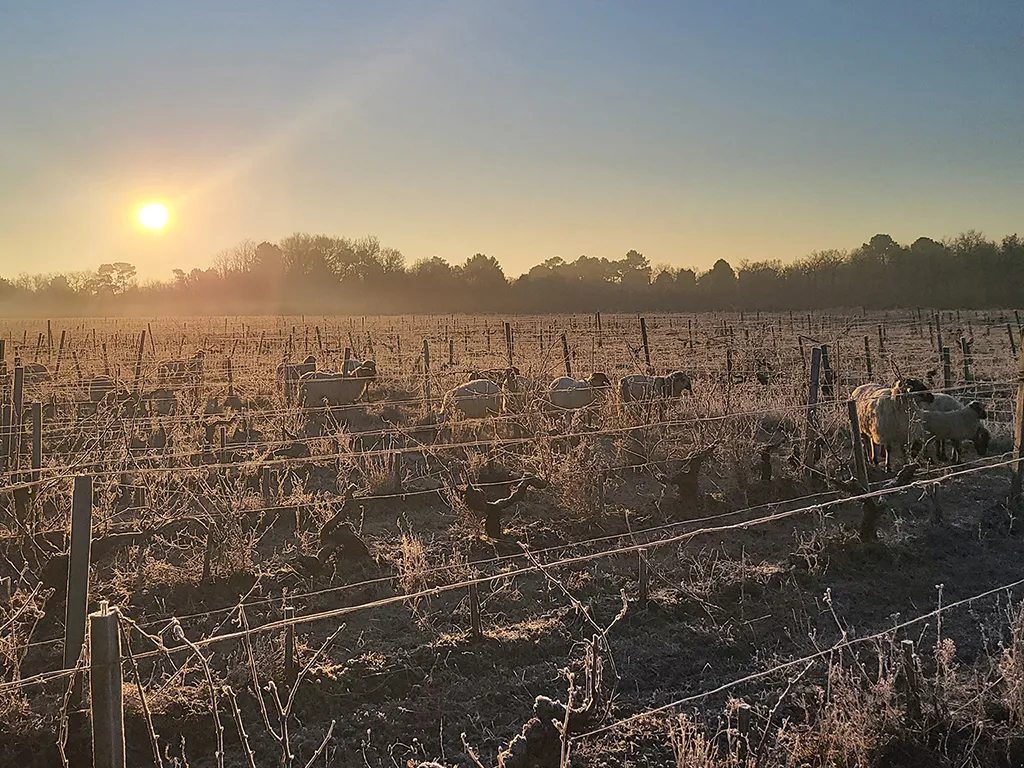 Frost-covered vineyard rows at Château Hourtin-Ducasse near Bordeaux at sunrise, with morning mist and rising sun.