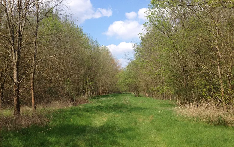 Tree-lined path with poplar trees on both sides, grassy lane in the center, blue sky with white clouds, Île d'Arcins near Bordeaux