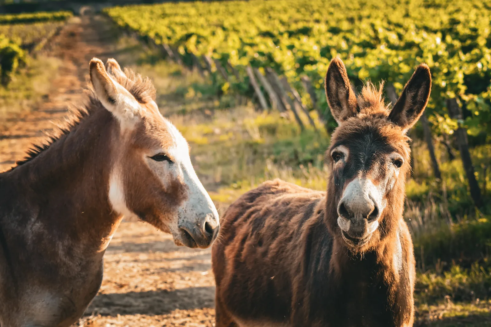 Two donkeys in a farm courtyard with vineyards in the background, lit by sunlight