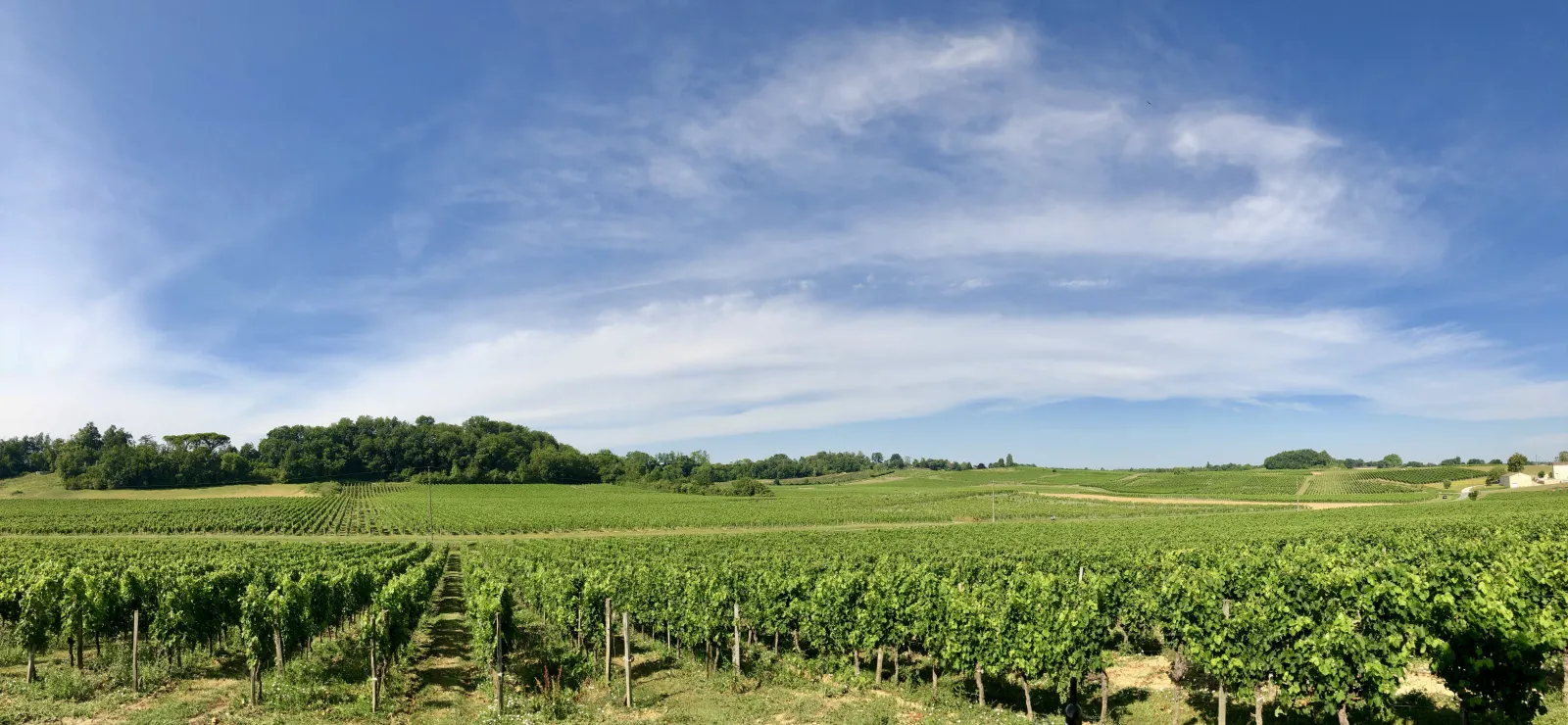 Expansive Bordeaux vineyard with aligned vine rows, trees on the horizon and cloudy blue sky