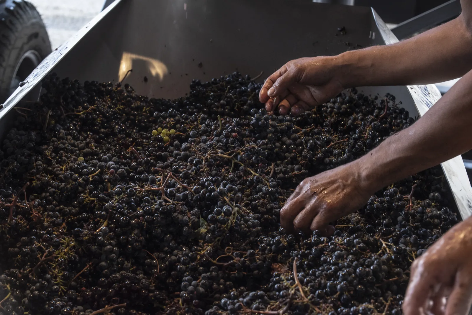 Hands sorting freshly harvested black grapes in a harvest bin at Domaine des Perchés in Bordeaux