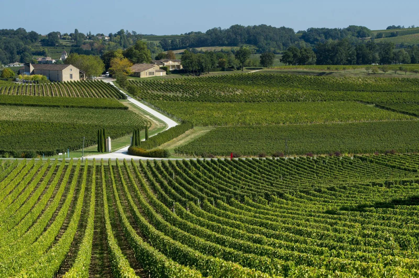 Panoramic view of Château Faugères vineyards in Bordeaux, featuring terraced vine rows, white stone buildings, and a cypress-lined driveway