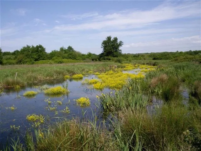 Panoramic view of Bruges Marshes near Bordeaux featuring yellow flowering plants in water, green reeds, and a cloudy blue sky