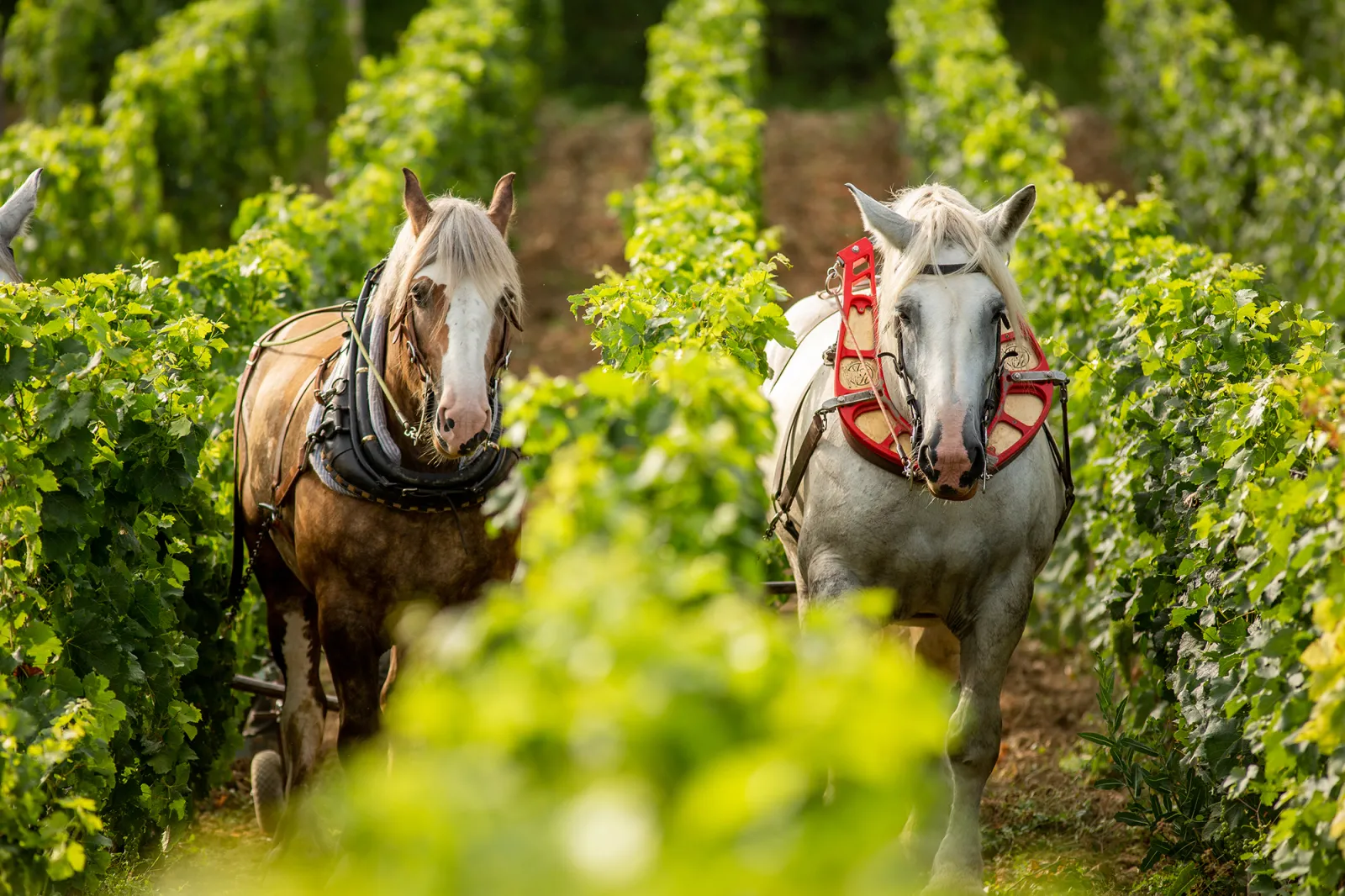 Two draft horses navigate between vineyard rows at Château Petit Val in Bordeaux, wearing traditional working harnesses.