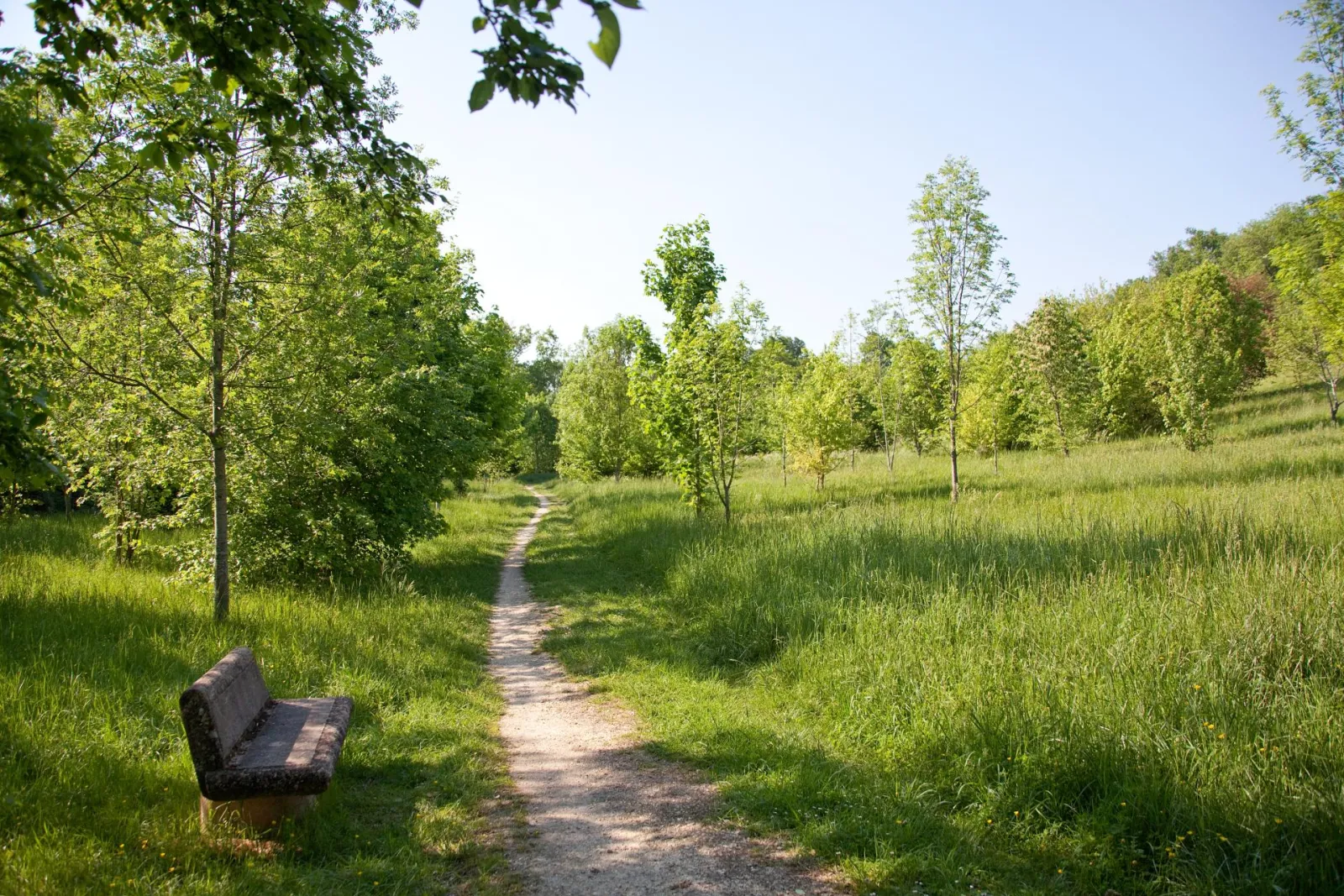 Winding dirt path through a lush forest with young trees and a wooden bench in the foreground, at Bois de Loc Boué in Bordeaux