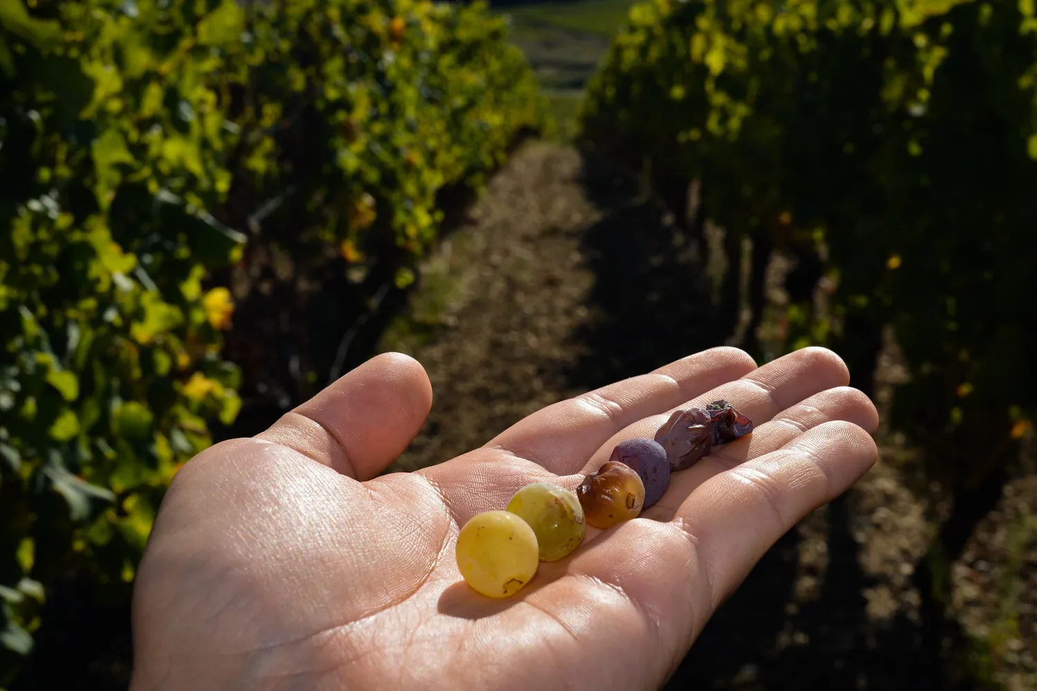 Hand holding grapes of different colors in a vineyard at Château de Rayne Vigneau in Bordeaux, with vine rows visible in the background