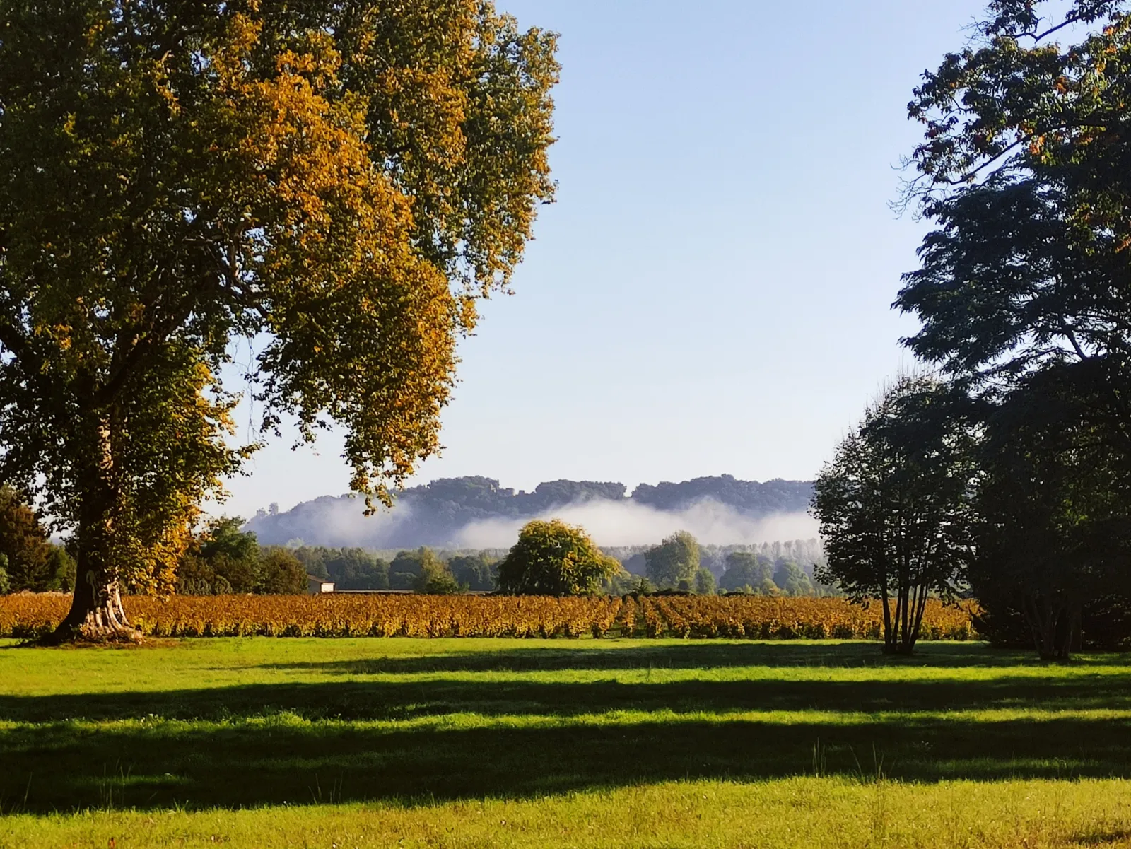 Autumn landscape featuring golden vineyard fields, ancient trees, and morning mist over the hills near Bordeaux, Château du Mayne La Merci.