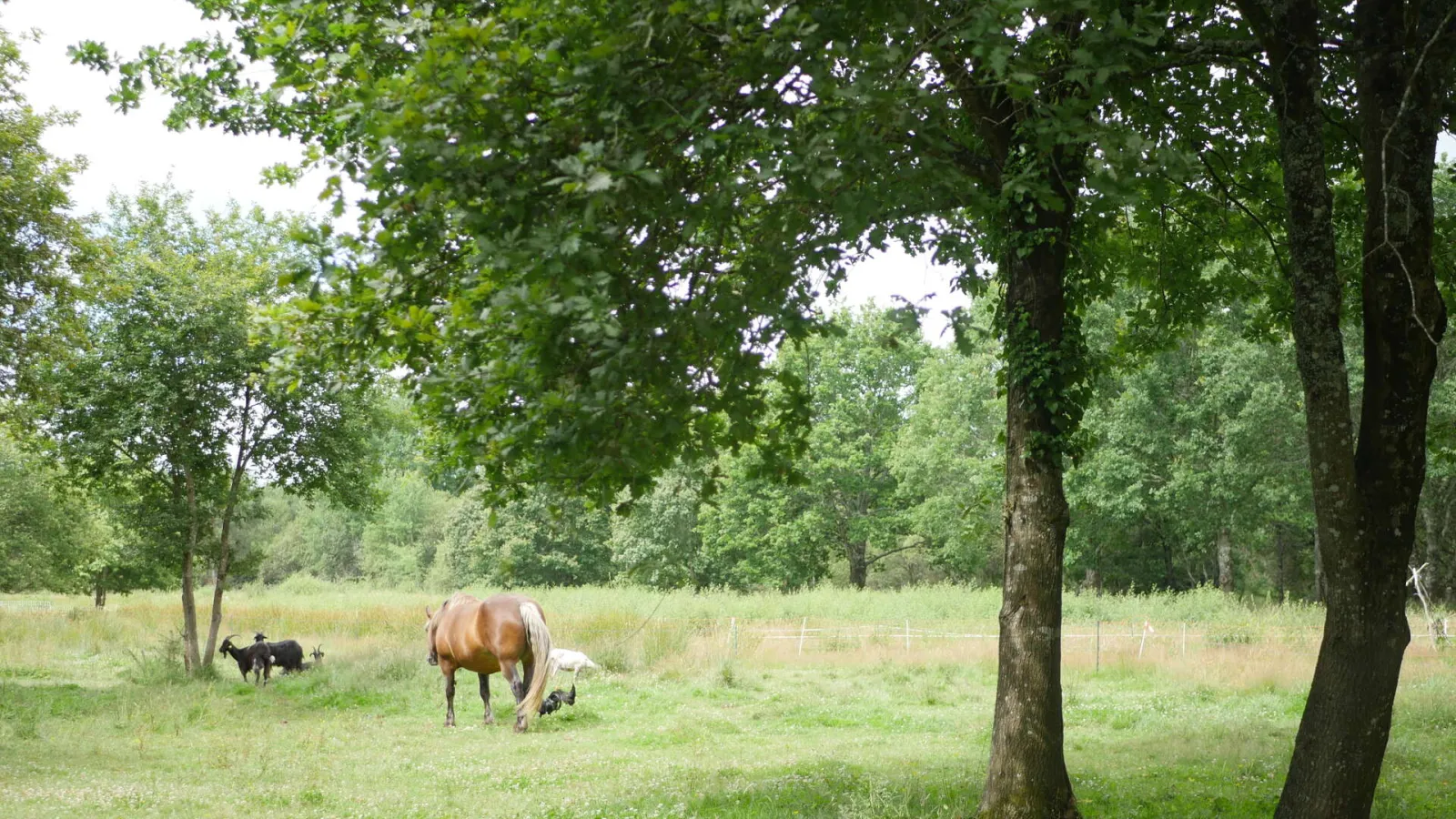 A brown horse and black goats grazing in a lush meadow surrounded by tall trees at the Bergerie des Matruques in Bordeaux.