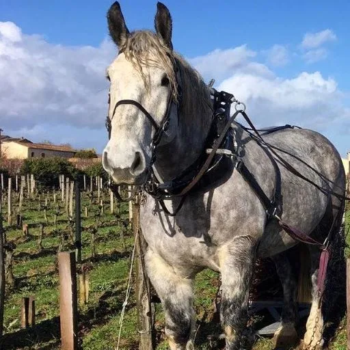 Grey draft horse harnessed with black equipment in the vineyards of Château Larmande near Bordeaux