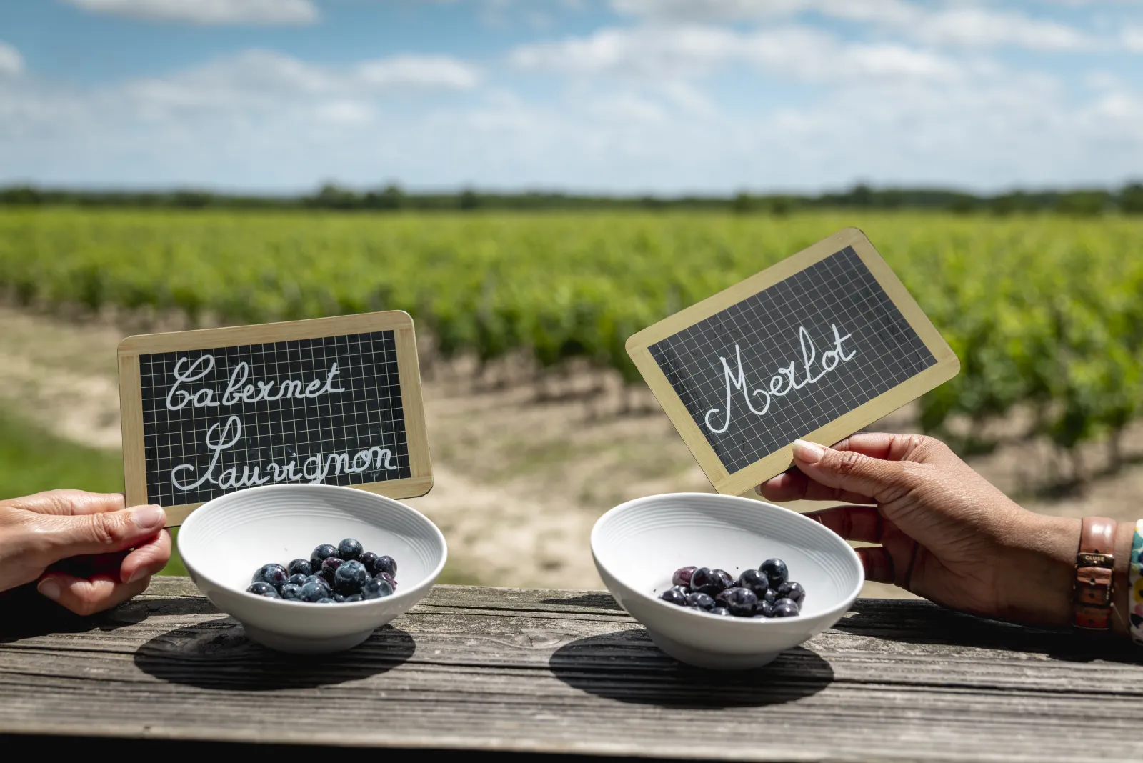 Two hands holding chalkboards labeled Cabernet Sauvignon and Merlot with bowls of black grapes, overlooking Bordeaux vineyards.