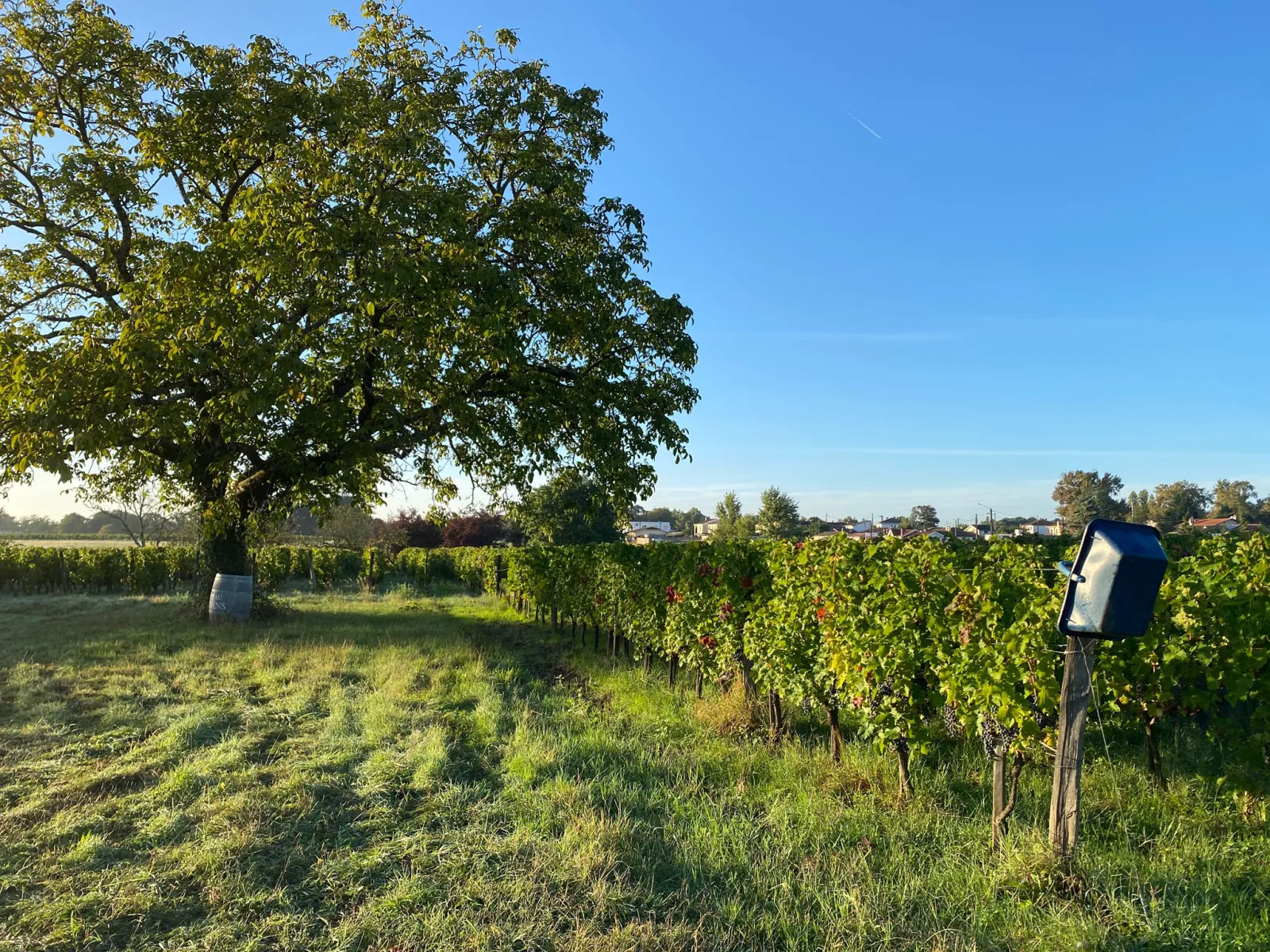 Château Bardins vineyard near Bordeaux featuring green grapevines in rows, a large oak tree on the left, distant village houses, and clear blue sky