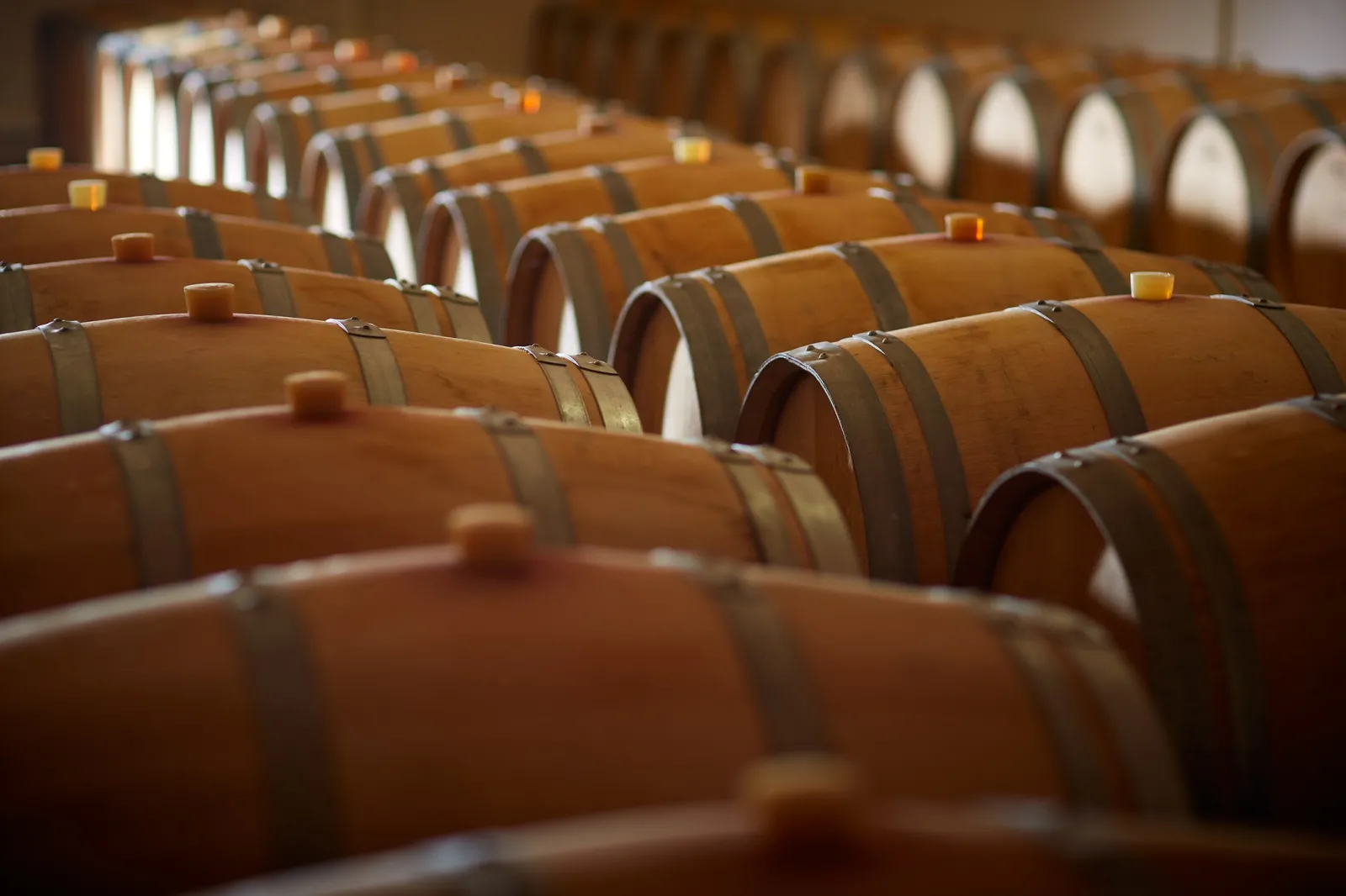 Rows of oak barrels lined up in a wine cellar, with metal bands and filling taps visible on each barrel.