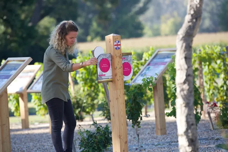 A woman interacts with a wooden information display in the Cadillac vineyards, surrounded by information panels and rows of grapevines.