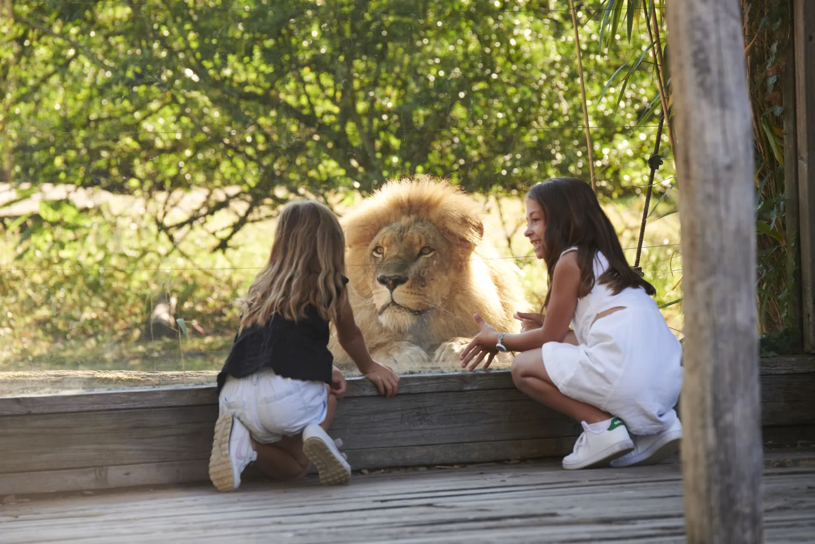 Two young girls watch a majestic maned lion through a wooden barrier at Bordeaux-Pessac Zoo, surrounded by lush green vegetation.