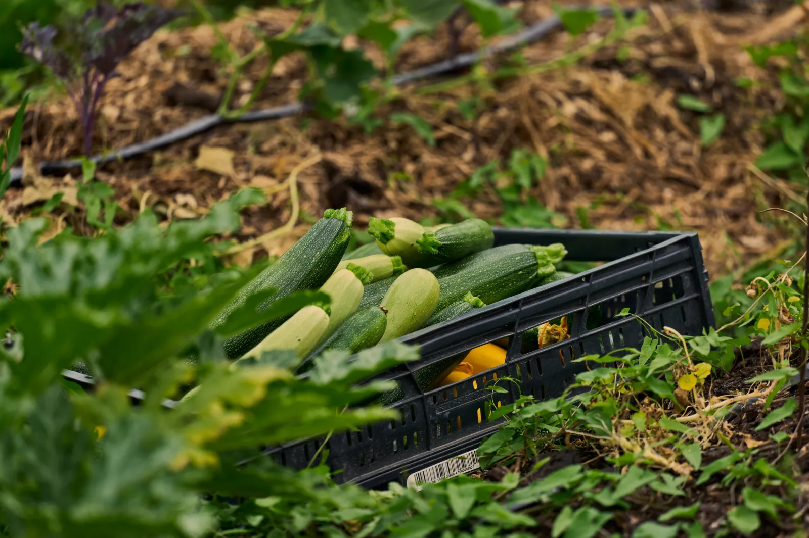 Black harvest basket filled with freshly picked green and yellow zucchini in a vegetable garden surrounded by squash plants and mulch