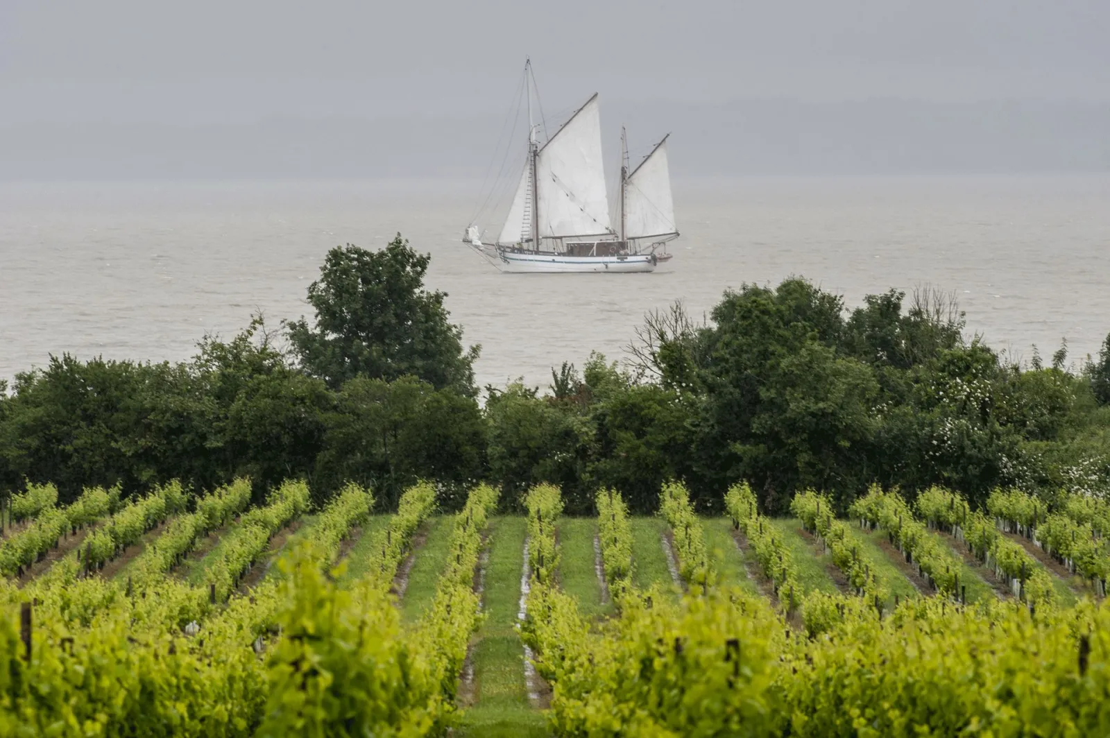 Traditional sailing ship anchored on the Gironde estuary with Bordeaux vineyards in the foreground and trees lining the shore