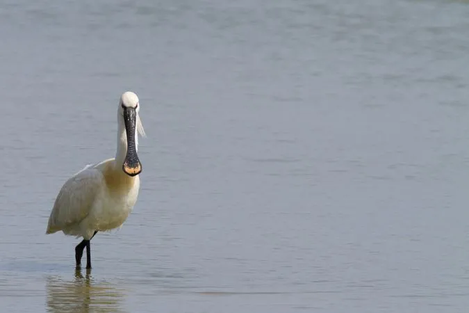 A white spoonbill stands in shallow water at Île Nouvelle in Bordeaux, facing the camera.