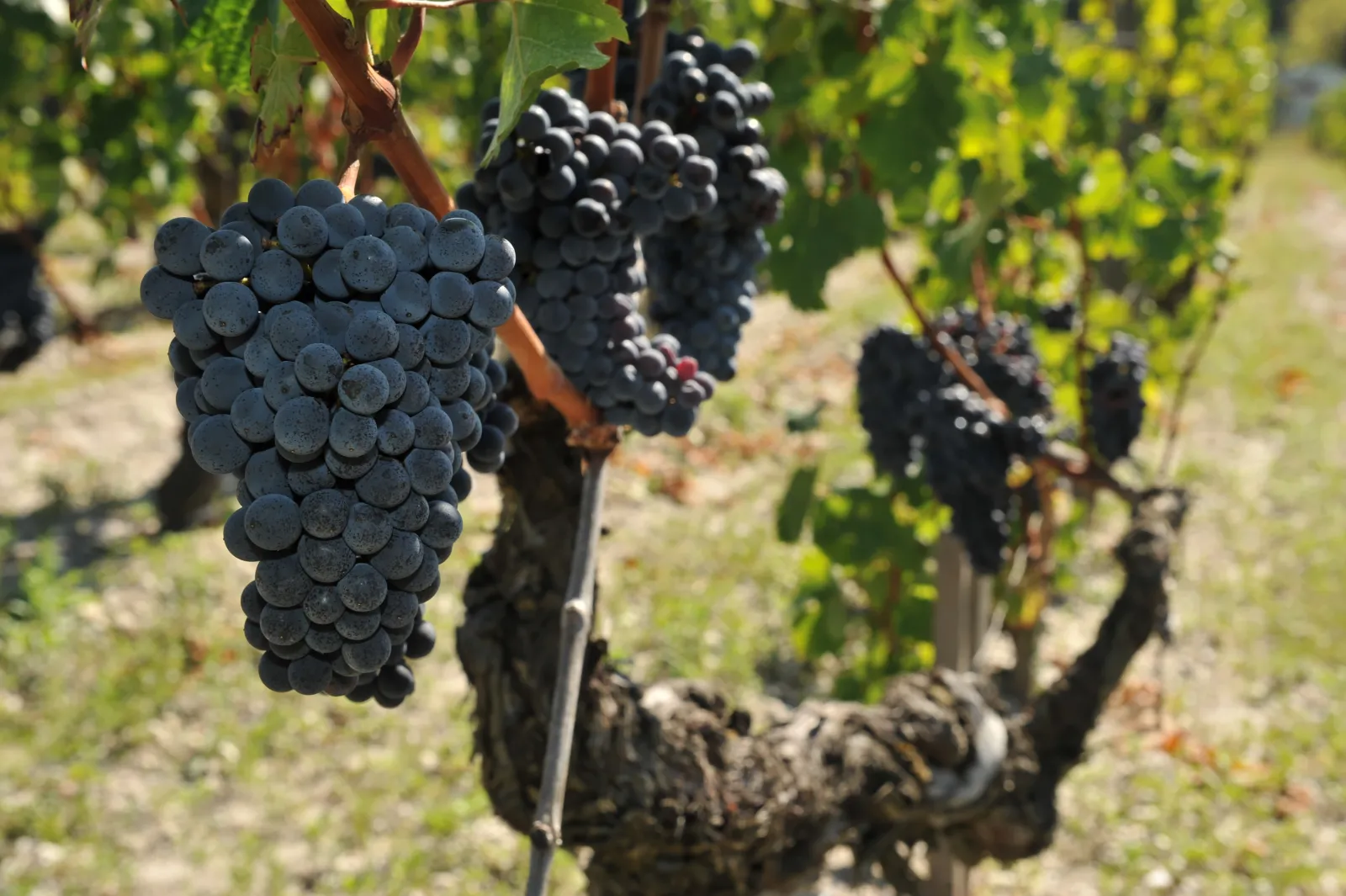 Ripe dark grapes hanging on the vine at Domaine de la Solitude in Bordeaux, with green foliage in the background