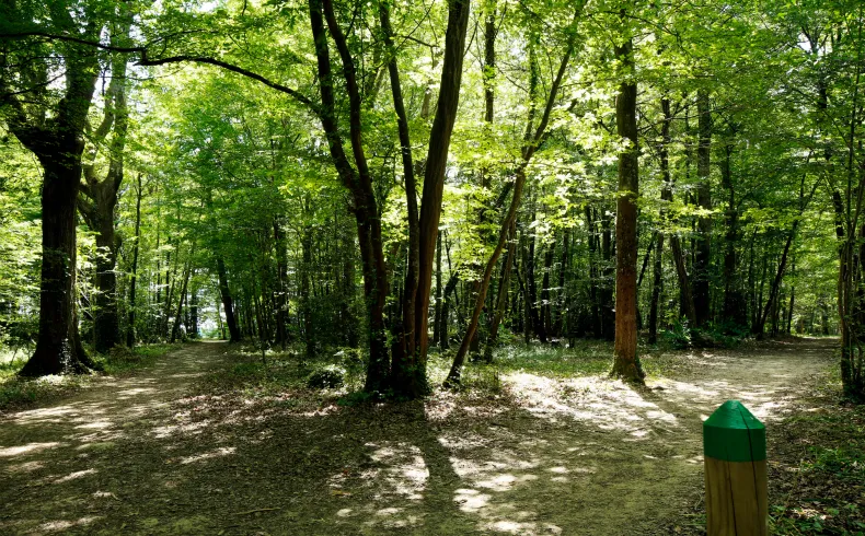 Shaded forest path in Bois de Margnat, Bordeaux, lined with tall leafy trees creating a green canopy and a green direction post in the foreground