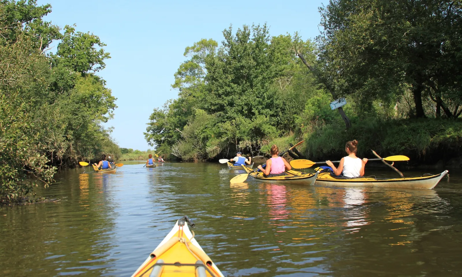 Group of kayakers paddling on a river surrounded by mangroves and lush vegetation in the Leyre Delta near Bordeaux