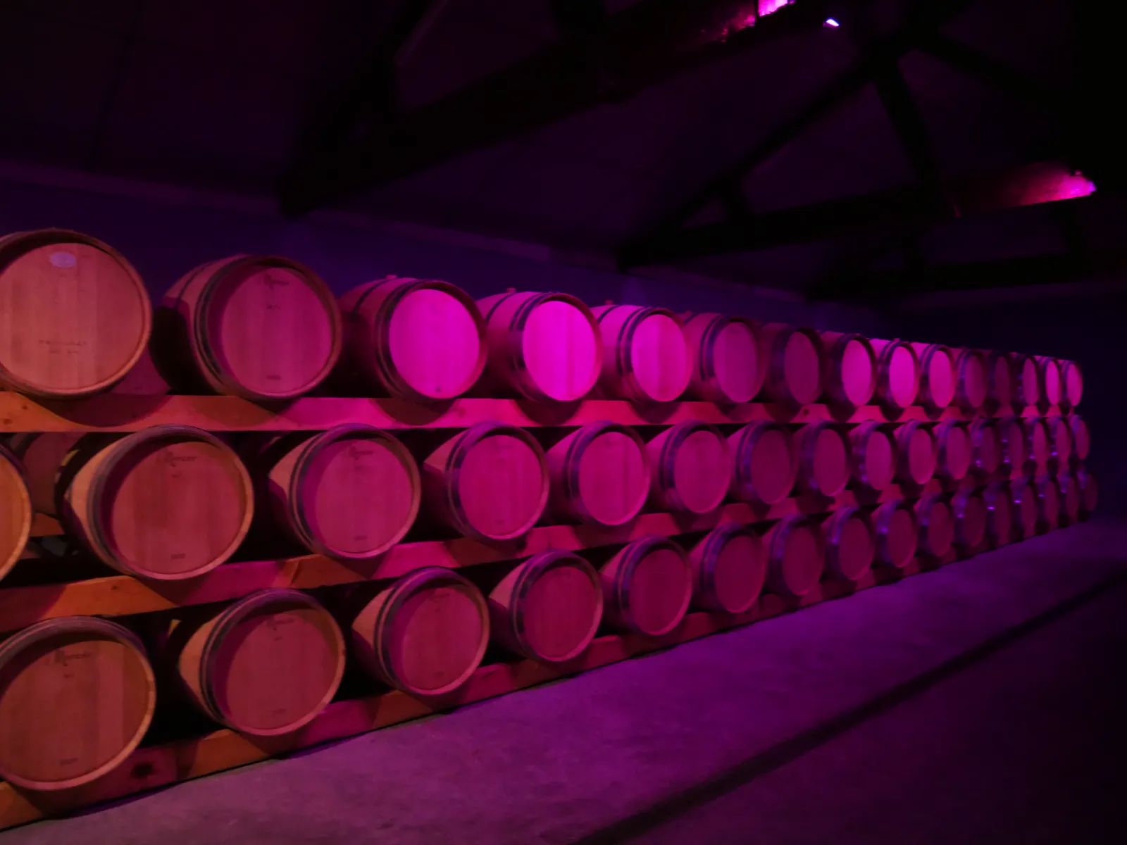 Rows of wine barrels illuminated in pink and magenta lighting inside a Bordeaux wine cellar, La Rose Pauillac.