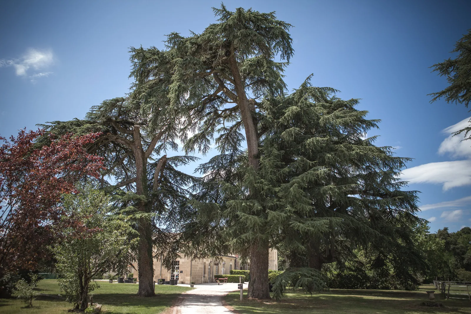 Entrance pathway to Château Léognan in Bordeaux, lined with towering ancient cedar trees and various plantings, leading to the main manor house on a clear sunny day.
