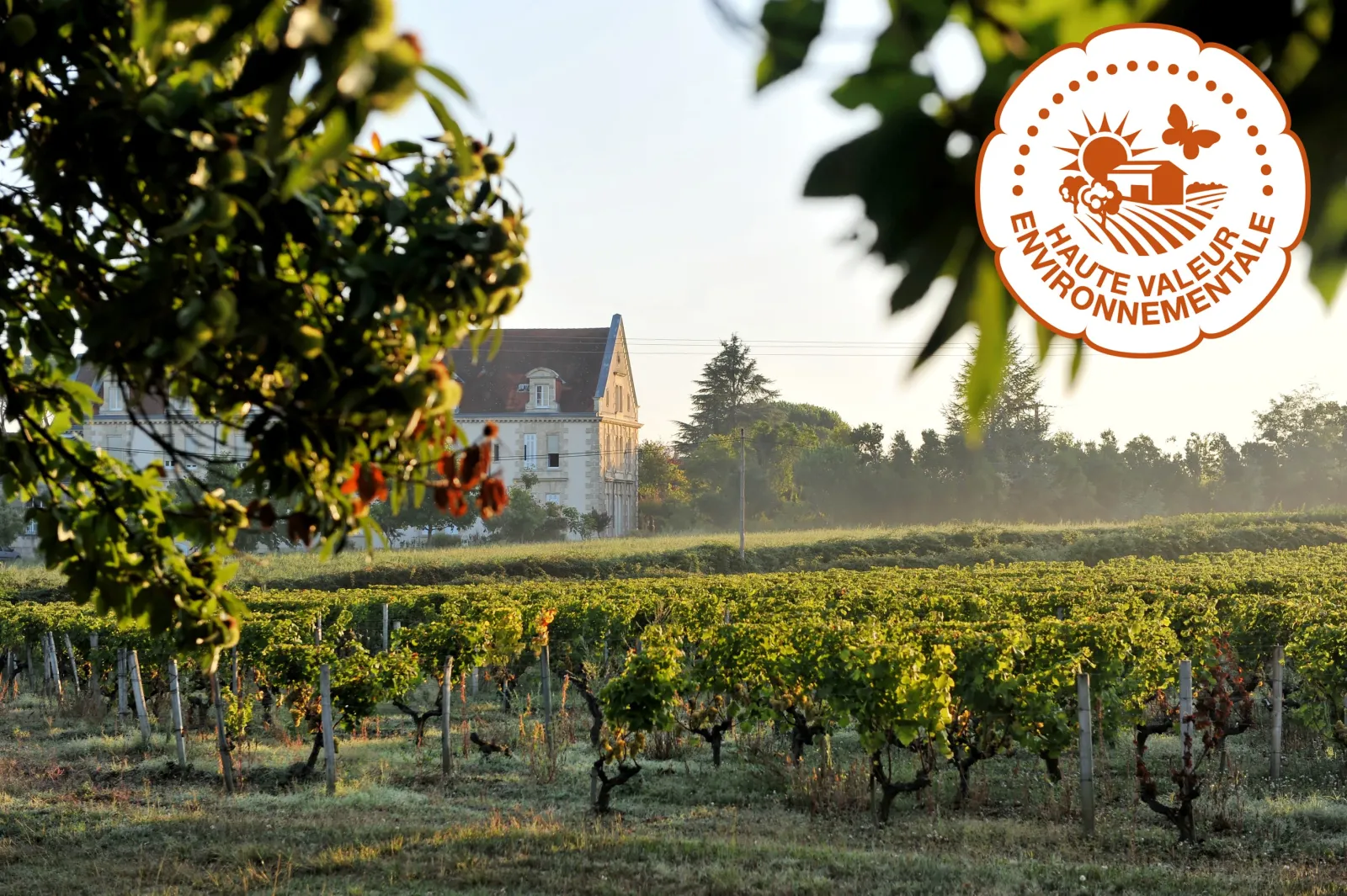 Vineyard at Domaine de la Solitude near Bordeaux with manor house in the distance and High Environmental Value certification